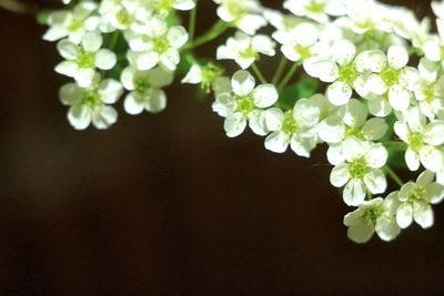 Close-up of white flowering plant