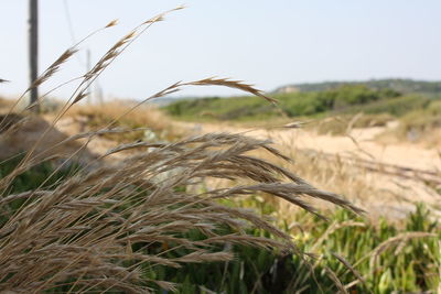 Close-up of wheat field against clear sky