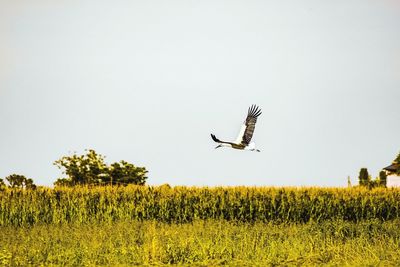 Bird flying over land