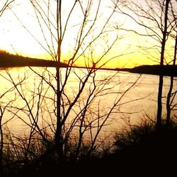 Silhouette of bare trees in lake during sunset