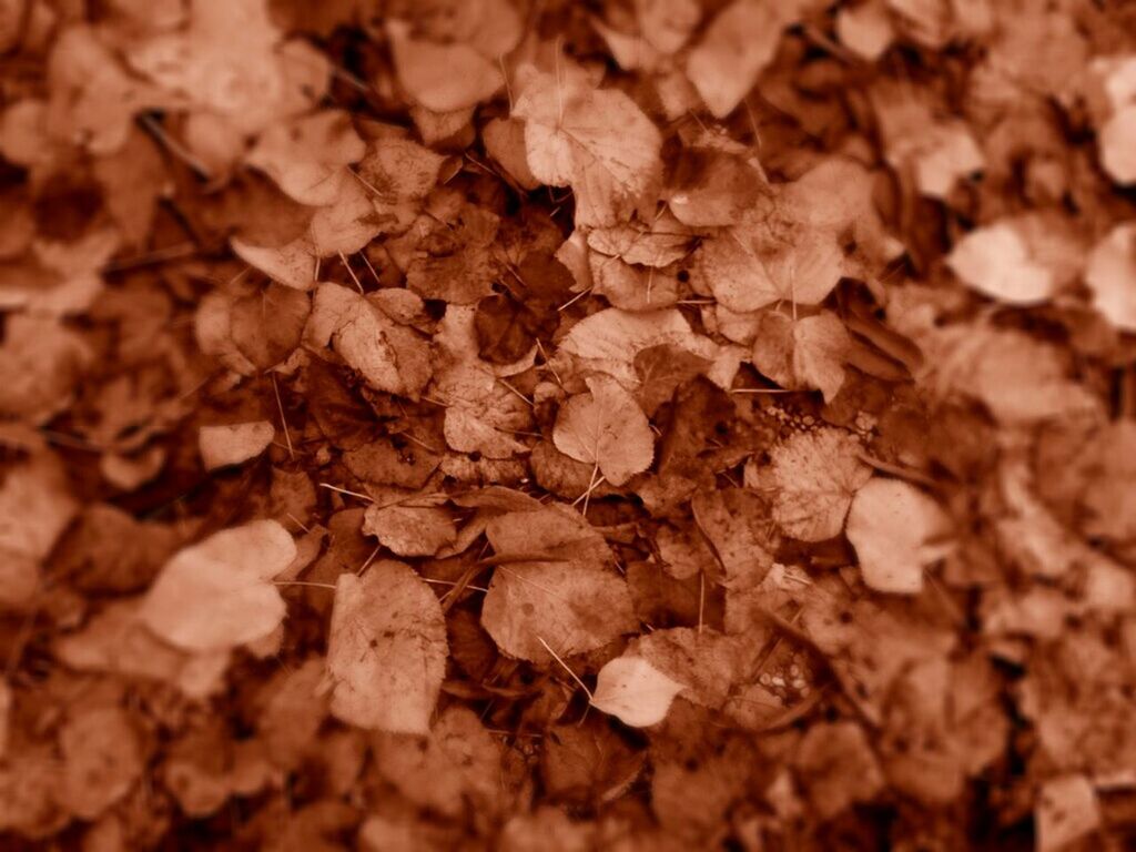 leaf, autumn, dry, full frame, change, backgrounds, leaves, nature, close-up, fallen, abundance, brown, season, textured, high angle view, day, selective focus, natural pattern, ground, no people