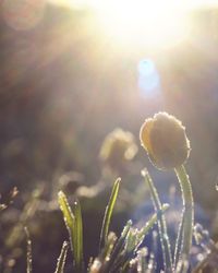 Close-up of plants against sunlight