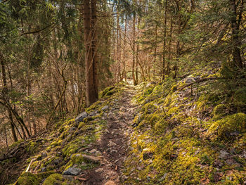 Trees growing in forest