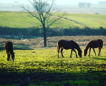 Horses grazing on field