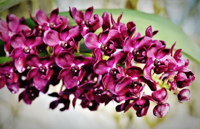 Close-up of pink flowering plant