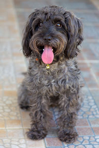 Portrait of dog sitting on floor