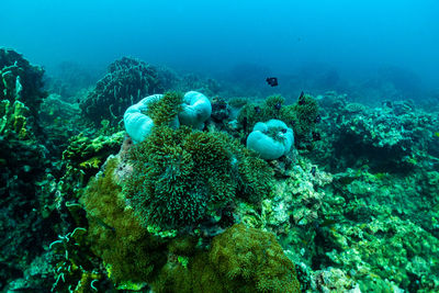 View of coral in sea