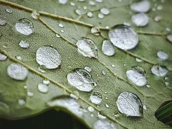 Close-up of water drops on leaf