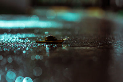 Close-up of leaf on wet table