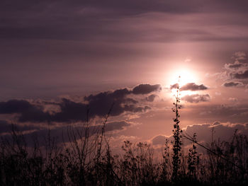 Scenic view of silhouette plants against sunset sky