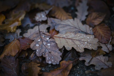 Close-up of wet maple leaf during autumn