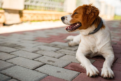 Dog sitting on footpath