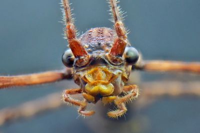 Close-up of spider