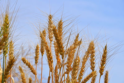 Plants growing in field