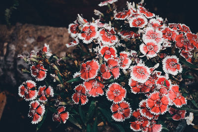 Close-up of fresh flowers blooming on tree