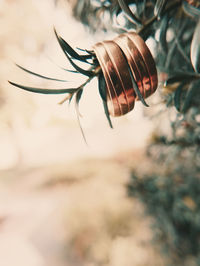 Close-up of rings on plant