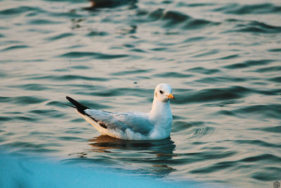 Seagull swimming in lake