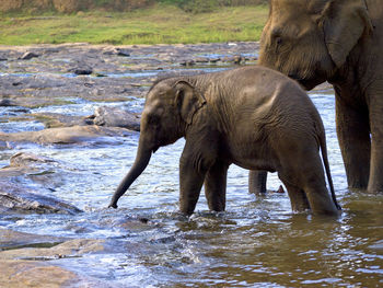 indian elephant