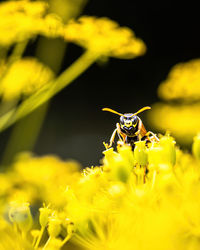 Close-up of insect on yellow flower