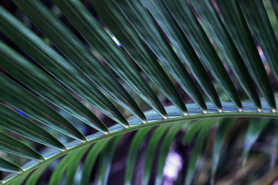 Full frame shot of palm leaves