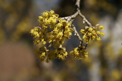 Close-up of yellow flowering plant