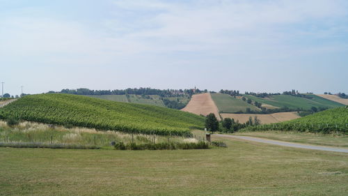 Scenic view of agricultural field against sky