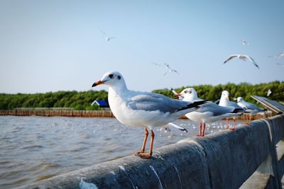 Seagulls perching on a sea