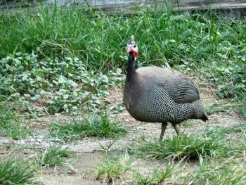 Side view of bird on grassy field