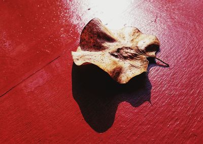 High angle view of dry leaf on red