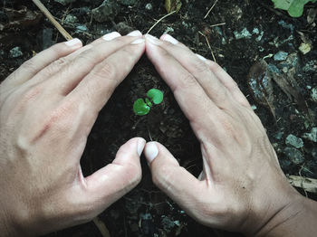 High angle view of hands holding plant