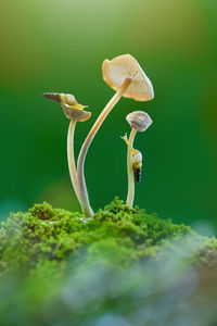 Close-up of mushroom growing on plant