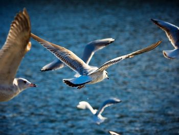 Seagulls flying over sea