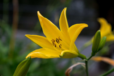 Close-up of yellow flowering plant