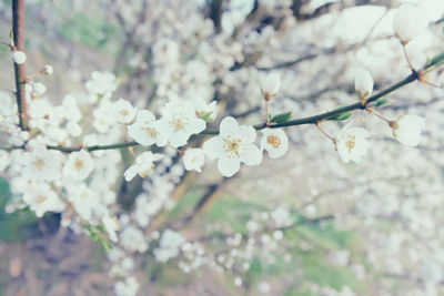 Close-up of white flowers