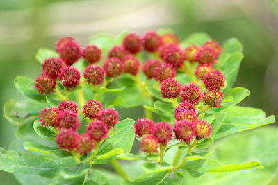 Close-up of pink flowering plants