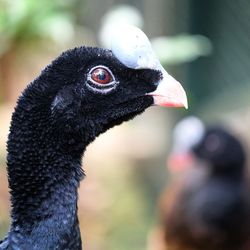 Close-up of a bird looking away