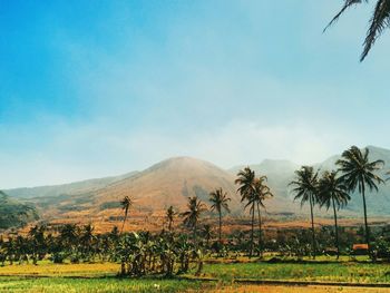 Scenic view of landscape against clear sky