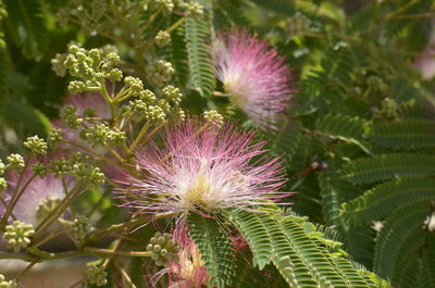 Close-up of pink flowers