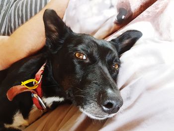 Close-up portrait of dog lying on bed at home