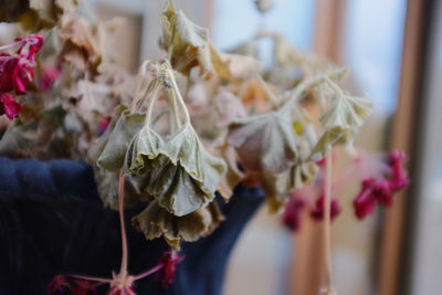 Close-up of wilted plant