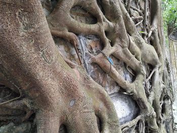 Full frame shot of tree trunk