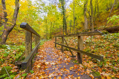 Trees in forest during autumn