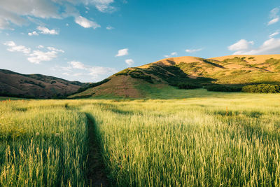 Scenic view of field against sky