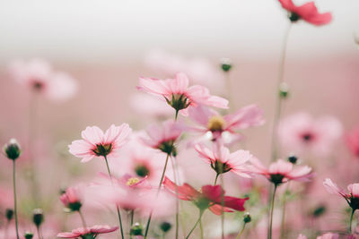 Close-up of pink flowering plants