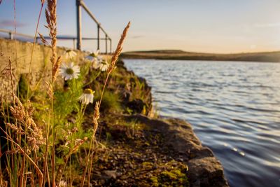 Close-up of plants by sea against sky
