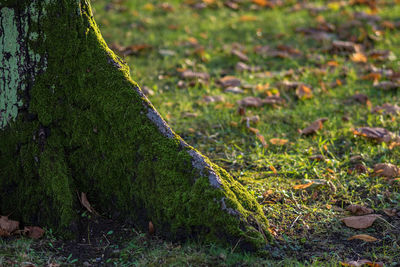Close-up of grass on field