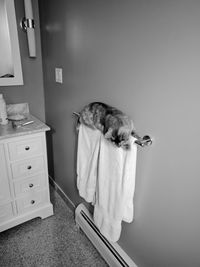 Cat relaxing on wall at home