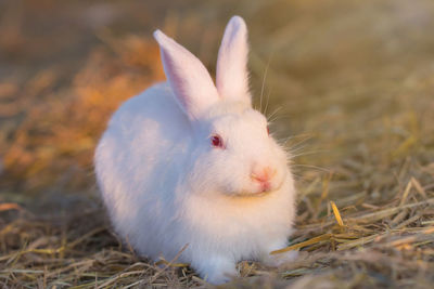 Close-up of a rabbit