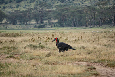 Side view of a bird on field