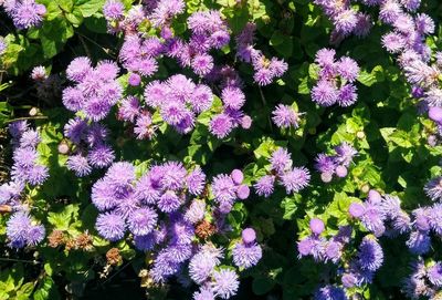 Full frame shot of purple flowers